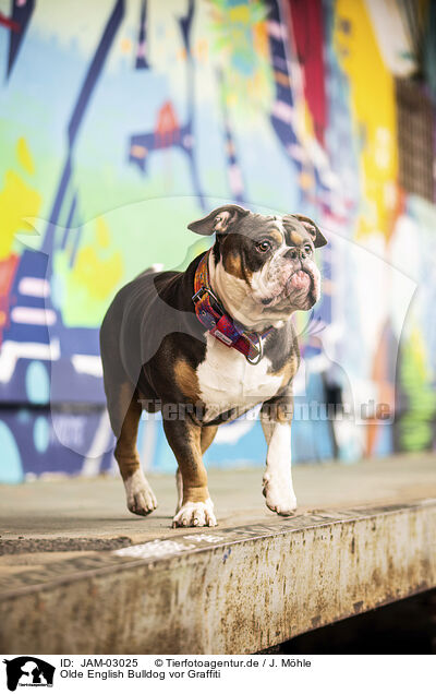 Olde English Bulldog vor Graffiti / JAM-03025