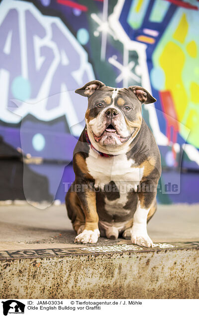 Olde English Bulldog vor Graffiti / JAM-03034
