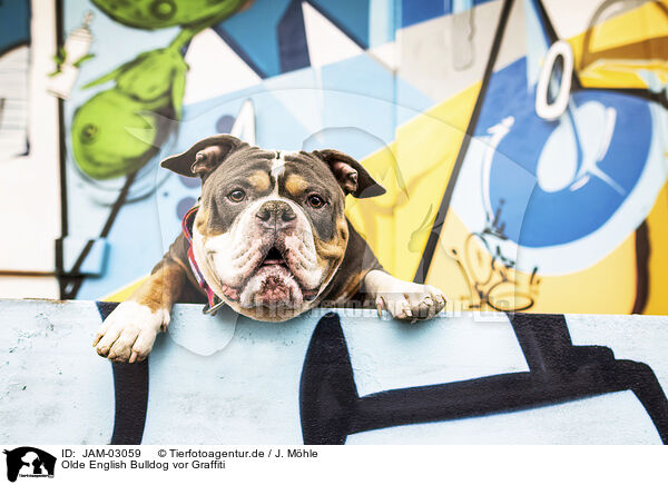 Olde English Bulldog vor Graffiti / JAM-03059