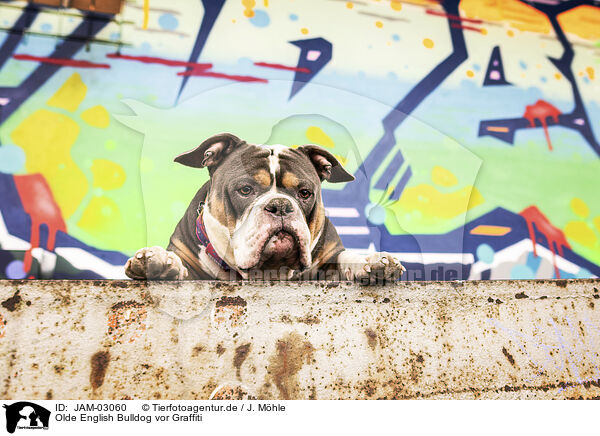 Olde English Bulldog vor Graffiti / JAM-03060