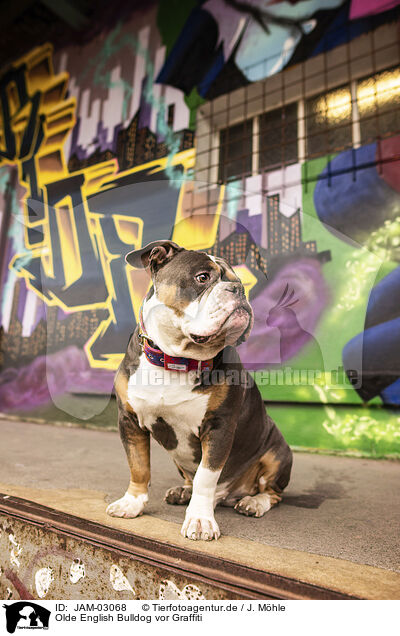 Olde English Bulldog vor Graffiti / JAM-03068