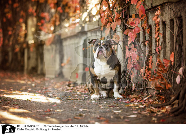 Olde English Bulldog im Herbst / JAM-03483