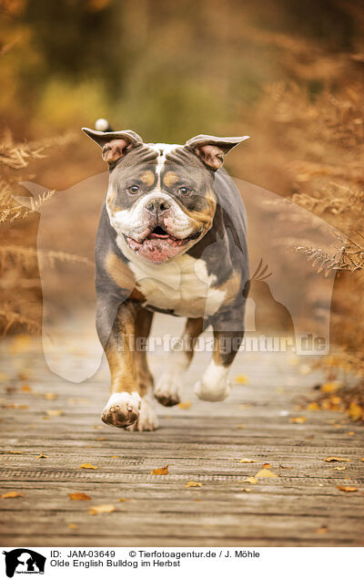 Olde English Bulldog im Herbst / JAM-03649