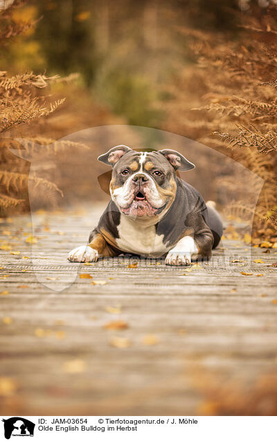 Olde English Bulldog im Herbst / JAM-03654