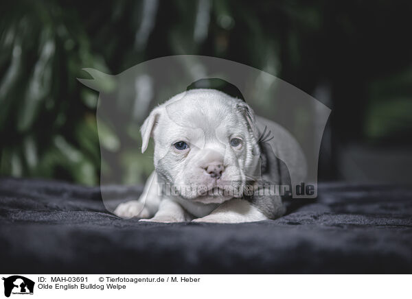 Olde English Bulldog Welpe / MAH-03691