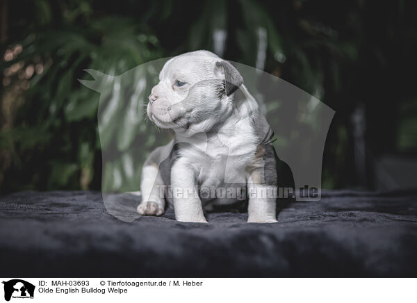 Olde English Bulldog Welpe / MAH-03693