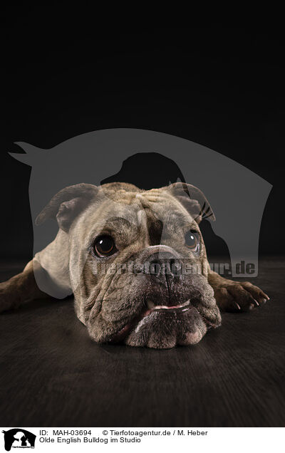 Olde English Bulldog im Studio / MAH-03694