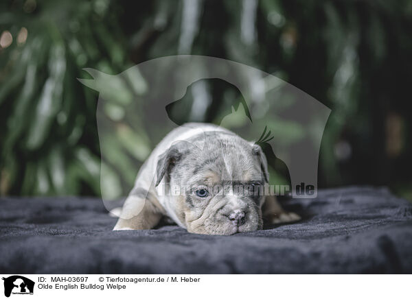 Olde English Bulldog Welpe / MAH-03697