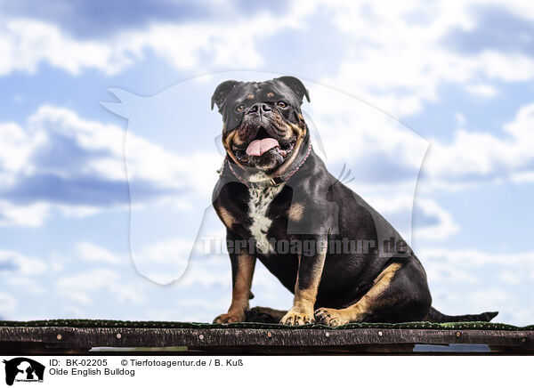 Olde English Bulldog / Olde English Bulldog / BK-02205