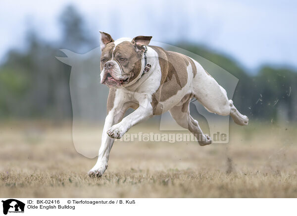 Olde English Bulldog / BK-02416