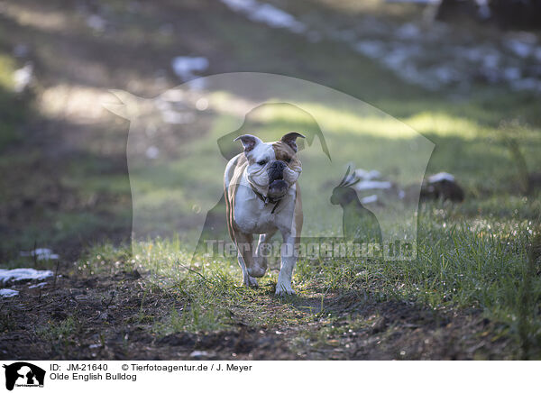 Olde English Bulldog / Olde English Bulldog / JM-21640