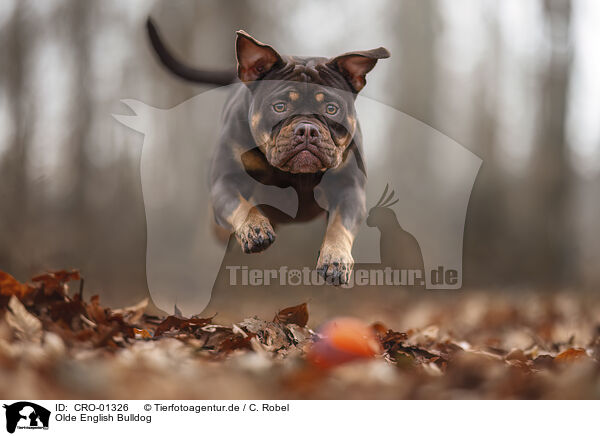 Olde English Bulldog / Olde English Bulldog / CRO-01326