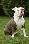 sitzende Olde English Bulldog