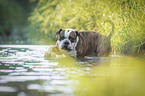 badender Olde English Bulldog