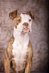 Olde English Bulldog