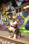 Olde English Bulldog vor Graffiti