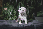 Olde English Bulldog Welpe