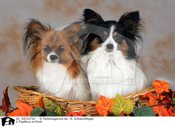 2 Papillons im Korb / SS-03730