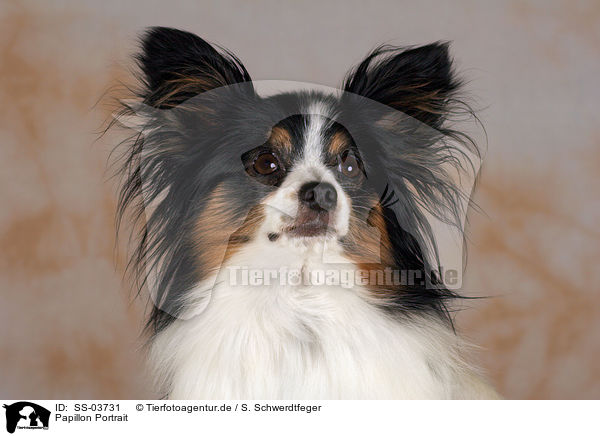 Papillon Portrait / SS-03731