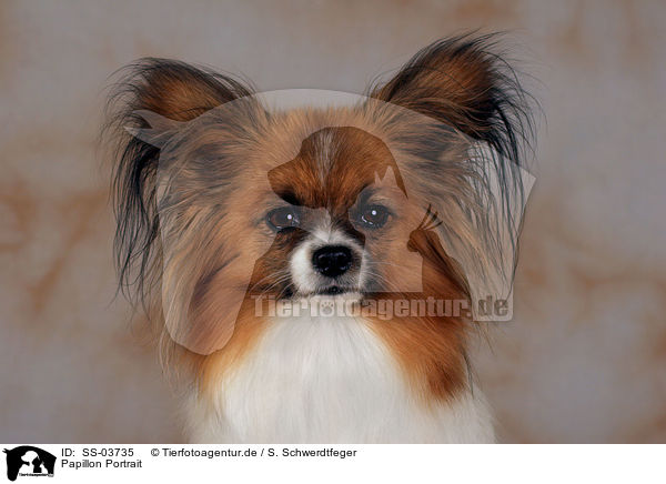 Papillon Portrait / Papillon Portrait / SS-03735