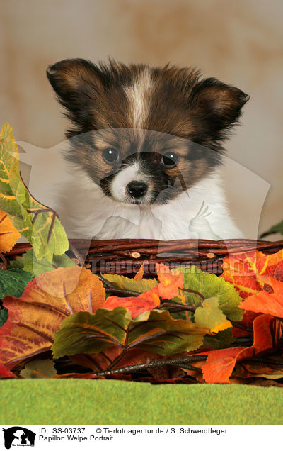 Papillon Welpe / Papillon Puppy / SS-03737