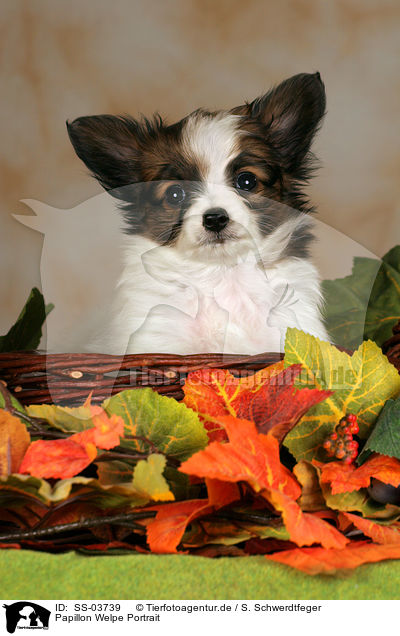 Papillon Welpe / Papillon Puppy / SS-03739