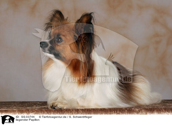 liegender Papillon / lying Papillon / SS-03744