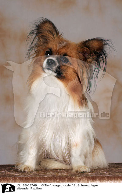 sitzender Papillon / sitting Papillon / SS-03749