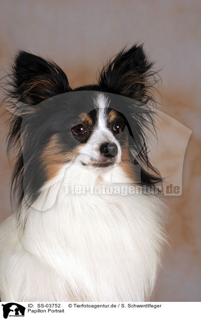 Papillon Portrait / Papillon Portrait / SS-03752