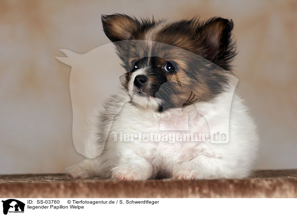 Papillon Welpe / Papillon Puppy / SS-03760