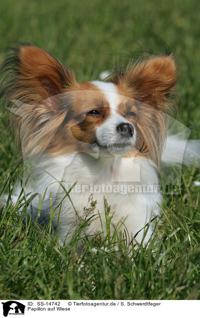 Papillon auf Wiese / Papillon in the meadow / SS-14742