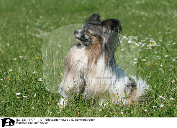 Papillon sitzt auf Wiese / Papillon sitting in the meadow / SS-14774