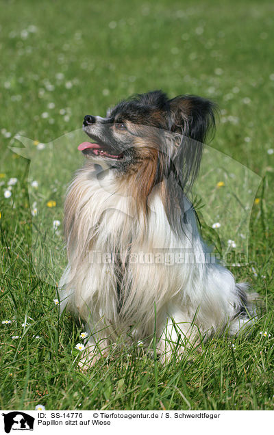 Papillon sitzt auf Wiese / Papillon sitting in the meadow / SS-14776