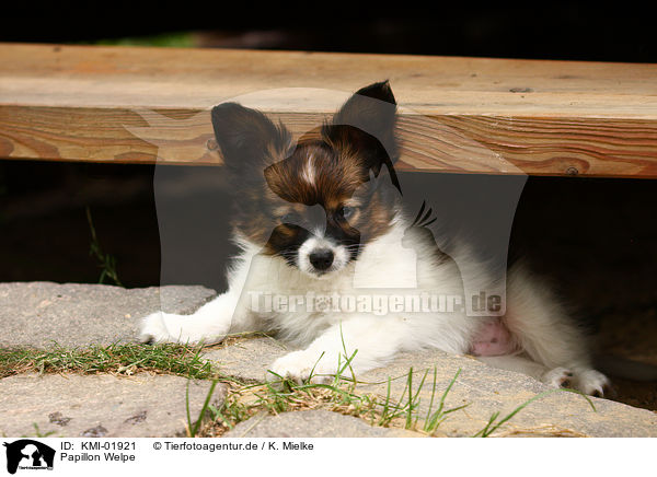 Papillon Welpe / Papillon puppy / KMI-01921