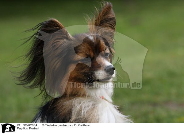 Papillon Portrait / Papillon Portrait / DG-02034