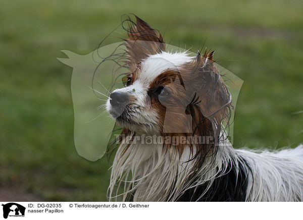 nasser Papillon / wet Papillon / DG-02035