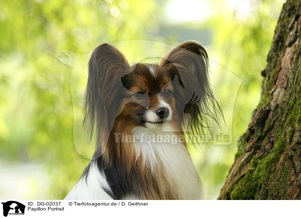 Papillon Portrait / Papillon Portrait / DG-02037