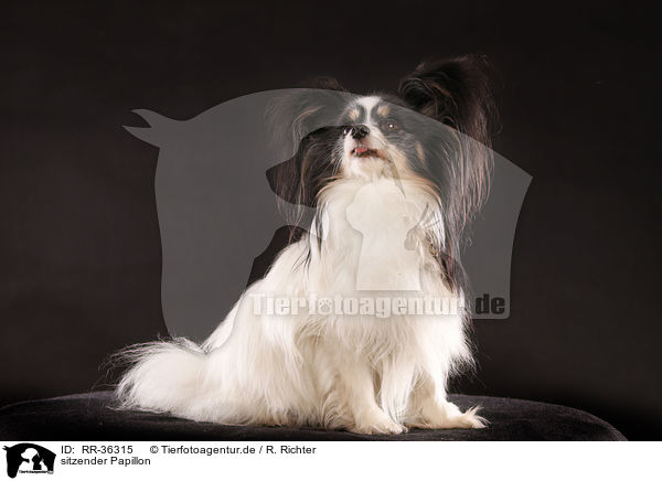 sitzender Papillon / sitting Papillon / RR-36315