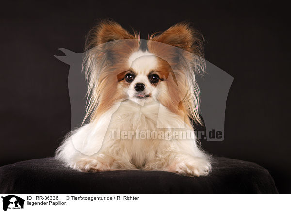 liegender Papillon / lying Papillon / RR-36336