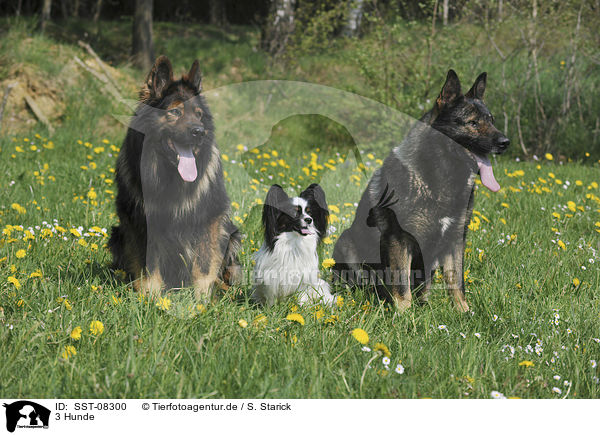 3 Hunde / 3 dogs / SST-08300