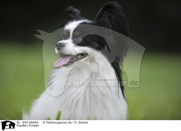 Papillon Portrait / Papillon Portrait / SST-08464