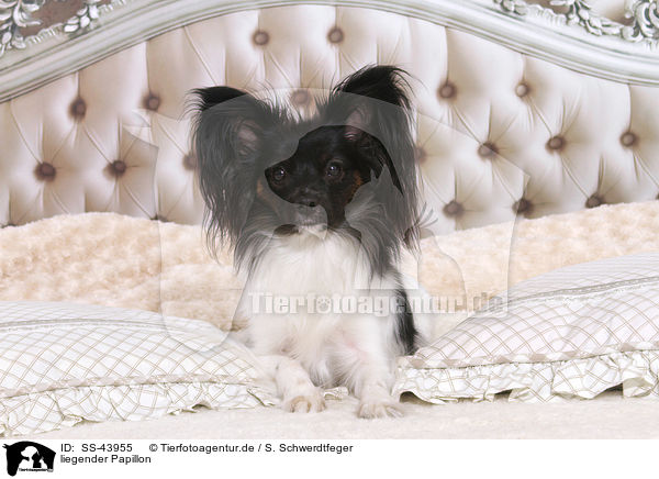 liegender Papillon / lying Papillon / SS-43955