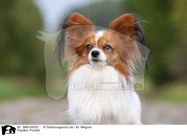 Papillon Portrait / Papillon Portrait / MW-09552