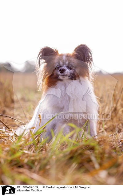 sitzender Papillon / sitting Papillon / MW-09659