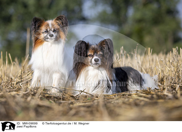 zwei Papillons / two Papillons / MW-09699