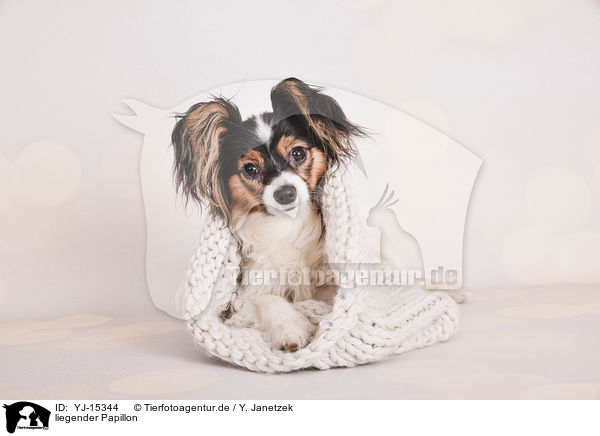 liegender Papillon / lying Papillon / YJ-15344