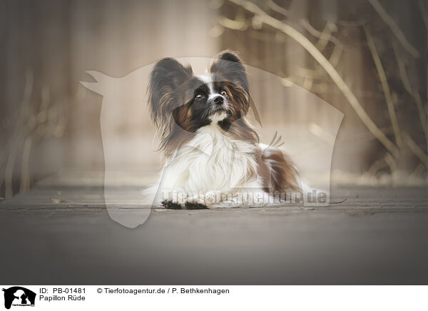 Papillon Rde / male Papillon / PB-01481