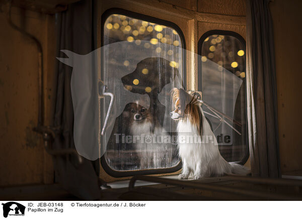 Papillon im Zug / Papillon in the train / JEB-03148