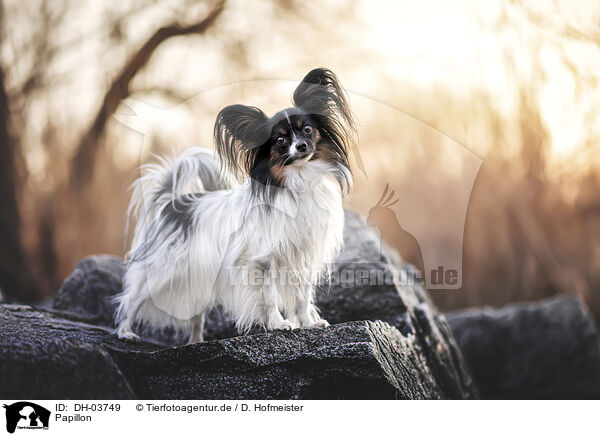 Papillon / Papillon / DH-03749