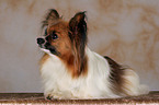 liegender Papillon